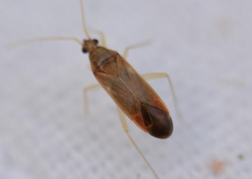 Phylus coryli